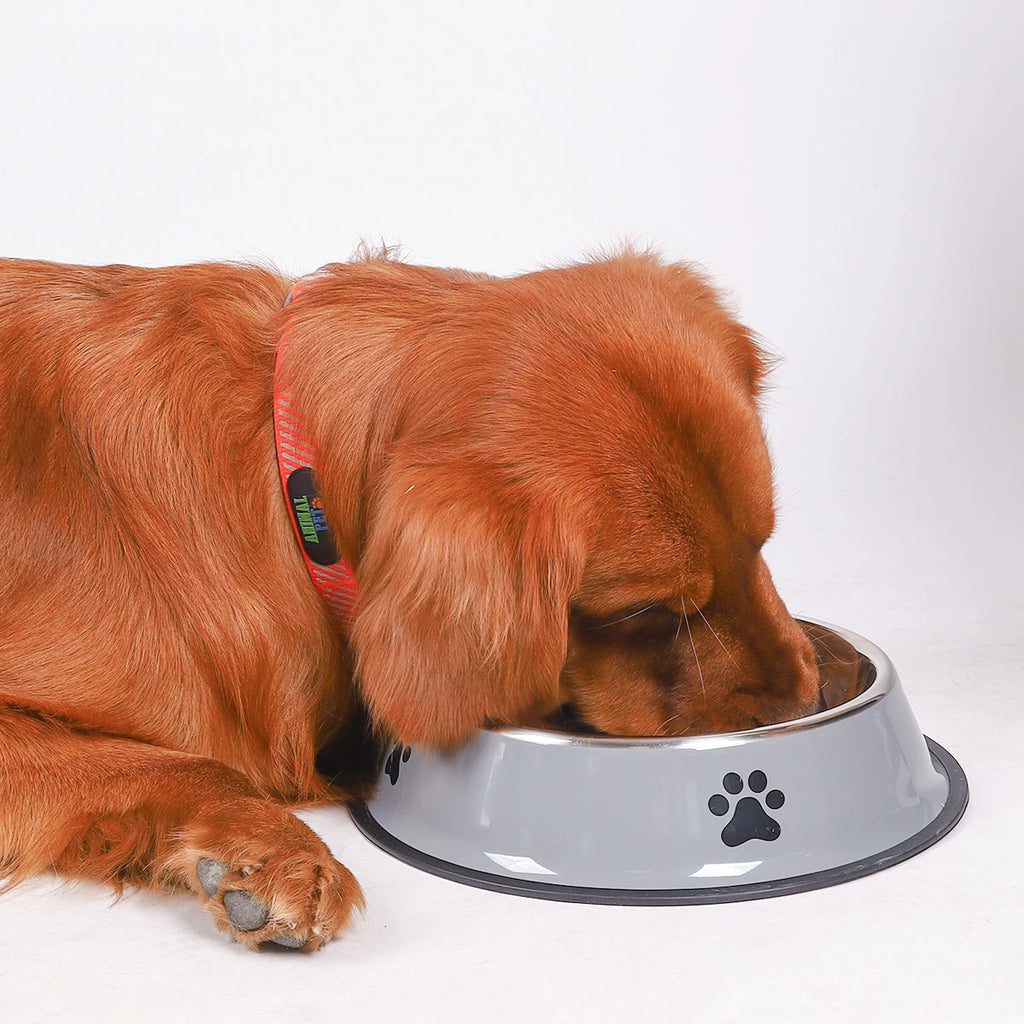 Durable & Safe Stainless Steel Dog Bowl